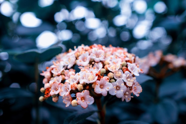 花春の花のクローズアップマクロ