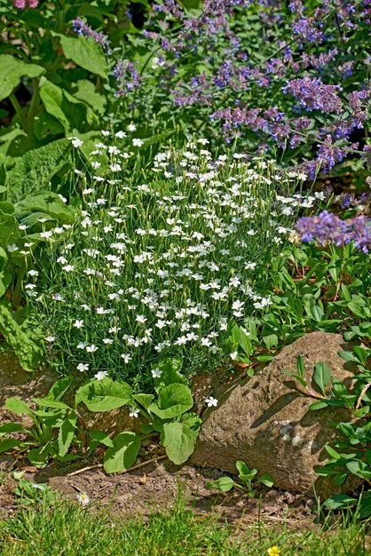 Flowers in Spring A photo of the garden in summertime