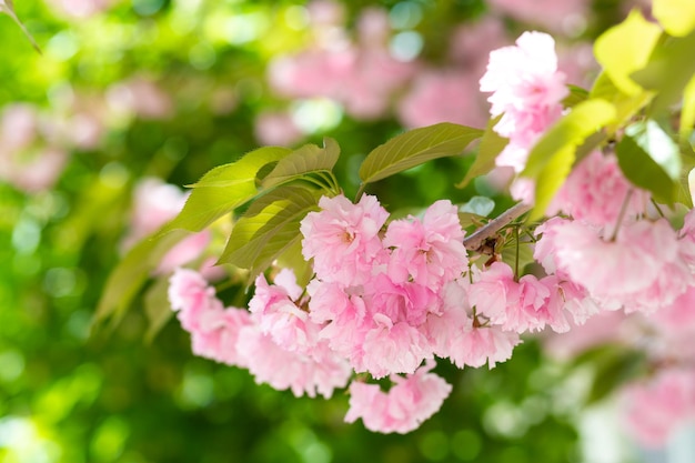 Flowers of spring pink cherry closeup on a blurred background