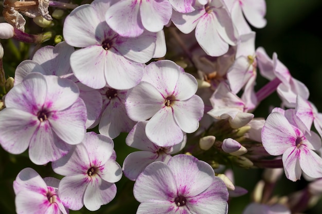 Flowers in the spring season