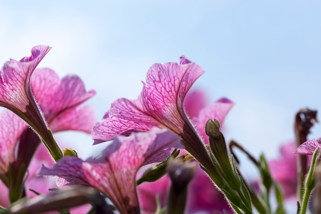 Flowers in the spring season