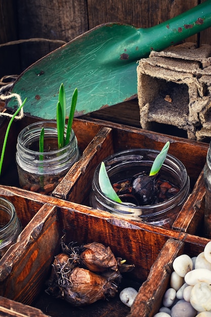 Flowers sprouted in glass jars