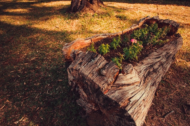 Flowers and sprouts are born in the old tree trunk