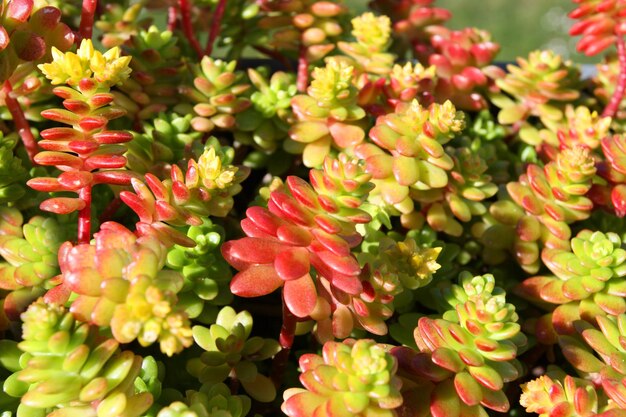 Flowers and succulent arrangement in pots