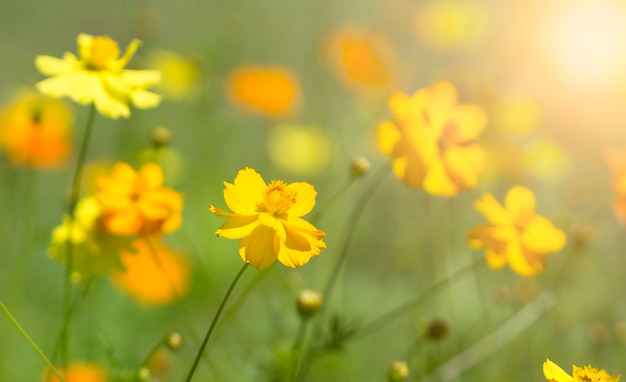 Flowers at sunrise