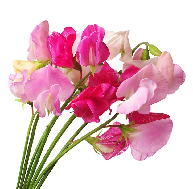 Flowers sweet pea isolated on white background