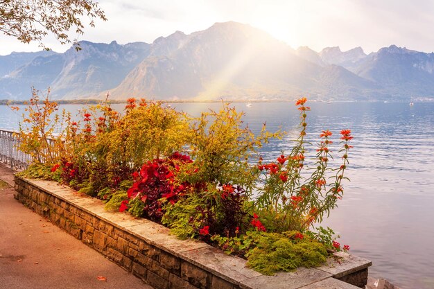 Flowers Swiss Alps lake Montreux Switzerland