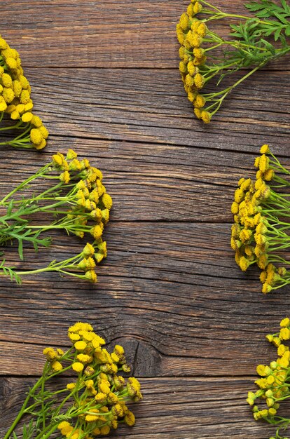 Flowers of tansy on the wooden background, top view. Medicinal plants