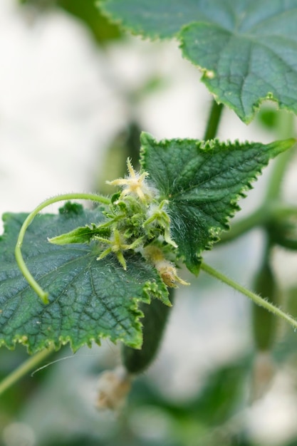 Flowers and tendrils of cucumbers growing in a greenhouse