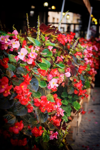 Flowers on the terrace in the restaurant