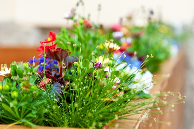 レストランのテラスの花