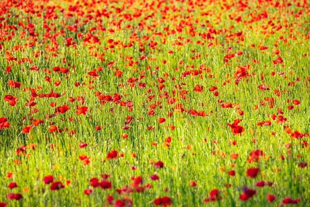 Flowers texture red poppies blossom on wild field Beautiful field red poppies with selective focus