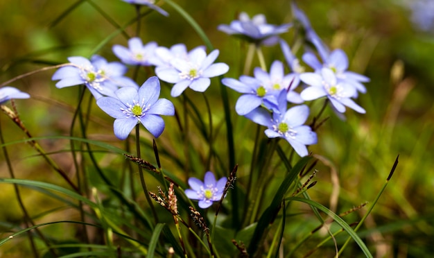 春のシーズンで最初の1つとして登場する空き地に花を咲かせる