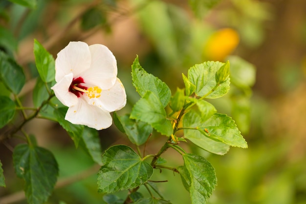 穏やかな柔らかい緑と暖かい上にトーンの花