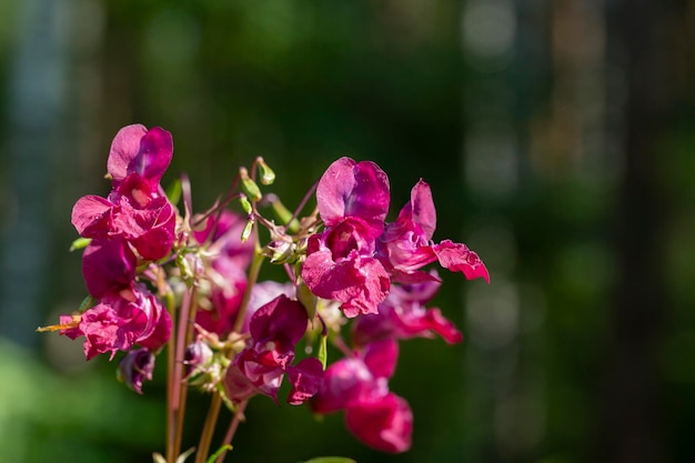 Flowers of touchy glandular closeupImpatiens glandulifera beautiful purple forest flowers on a blurry background