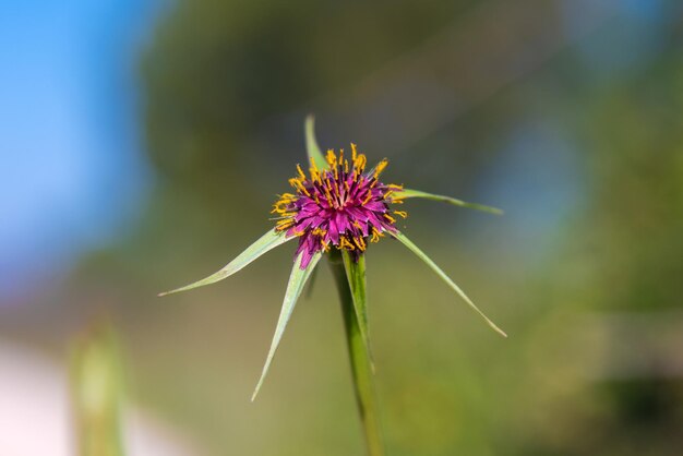 Photo the flowers of tragopogon porrifolius