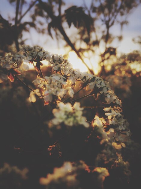 Photo flowers on tree against sky