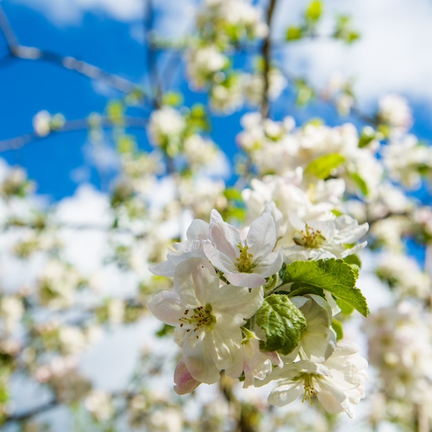 Flowers of a tree  an apple