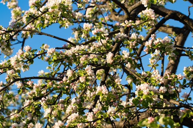 Foto fiori su un albero in primavera, melo.