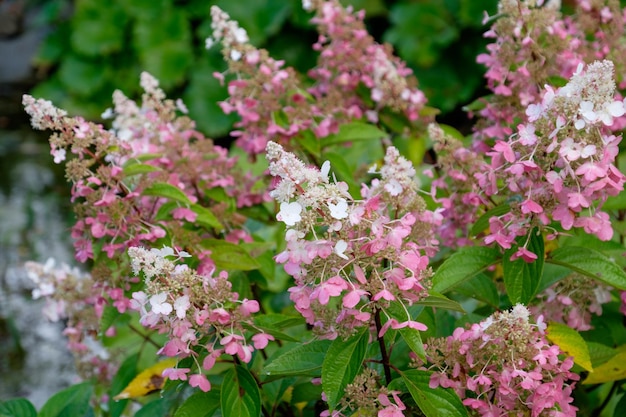 flowers and trees in a park