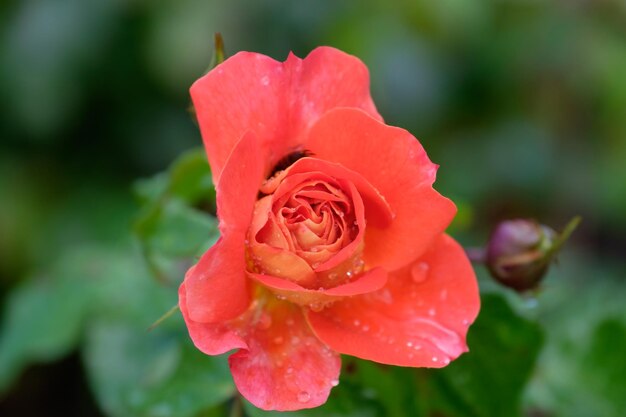 公園の花や木
