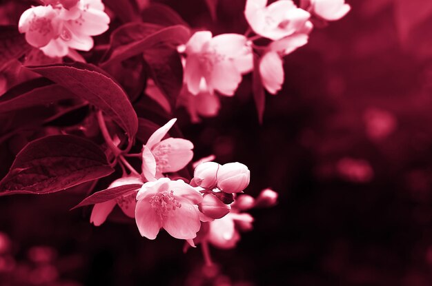 Flowers in trend color 2023, viva magenta, blurred background