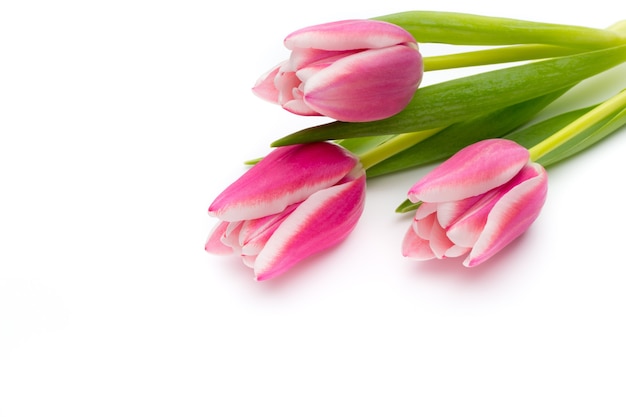 Flowers, tulips on the white surface.