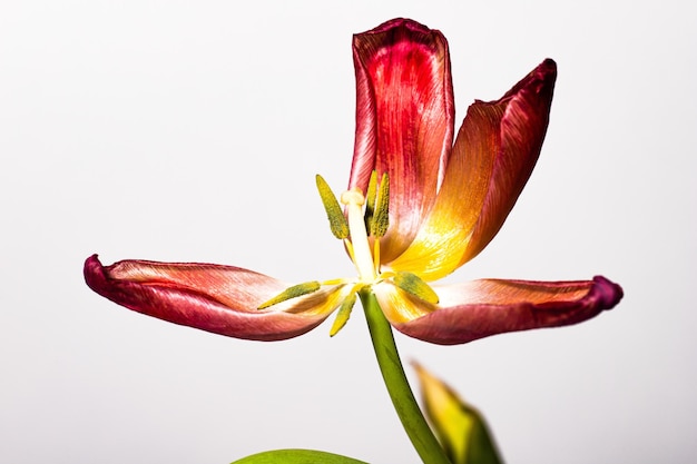 花のチューリップは、分離された白い背景の枯れた花をしおれました