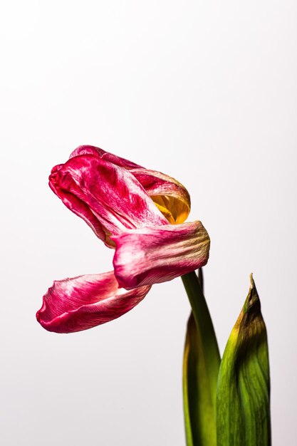 花のチューリップは、分離された白い背景の枯れた花をしおれました