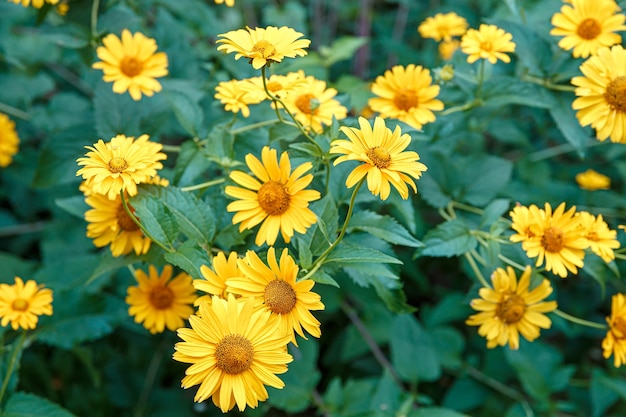 Fiori oro toscano - falso girasole