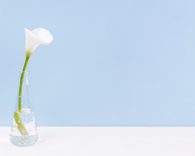 Photo flowers in a vase