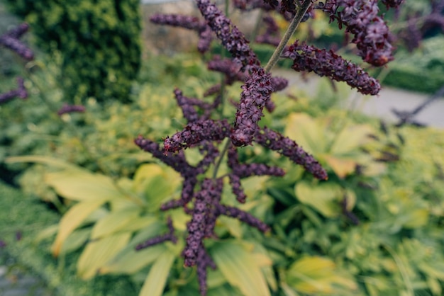 ヴェラトラム・ニグラム (Veratrum nigrum) ブラック・ファルス・ヘレボール