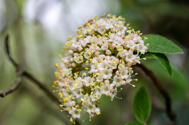 Flowers of Viburnum rhytidophyllum leatherleaf viburnum An inflorescence of small beautiful white flowers on a branch selective focus Spring flower background