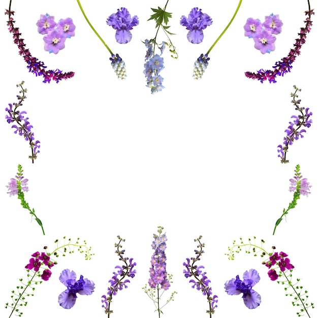 flowers violet frame collection isolated on white background gentle composition with delphinium iris wild grass curved shape muscari place for text and greetings flat lay top view