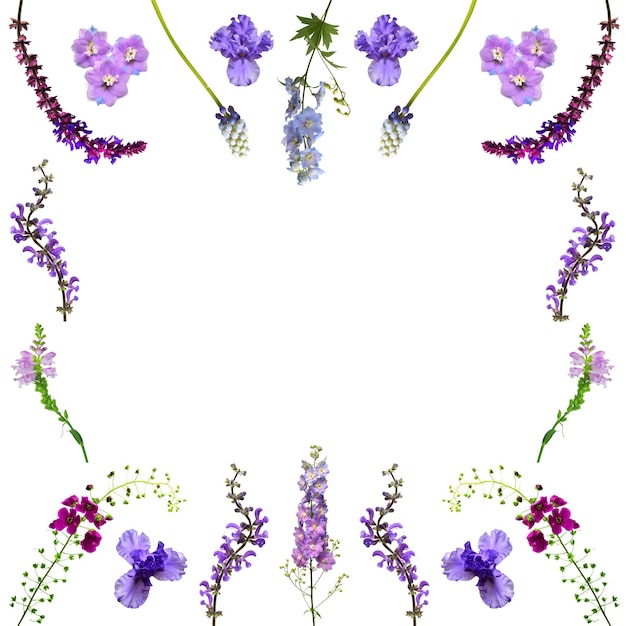 Fiori viola collezione cornice isolata su sfondo bianco composizione delicata con delphinium iris erba selvatica forma curva muscari posto per testo e saluti vista dall'alto laico piatto