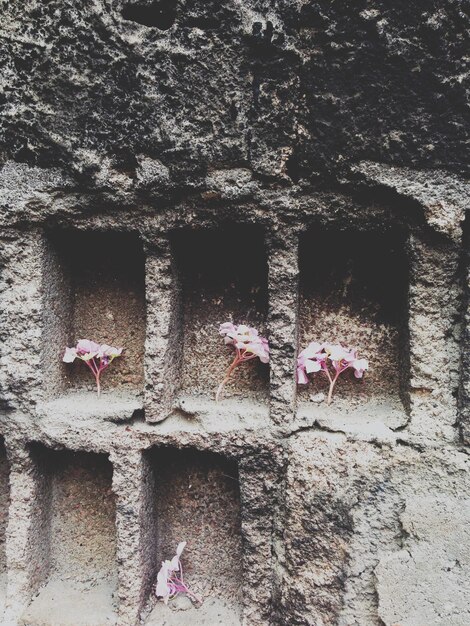 Photo flowers in wall alcove