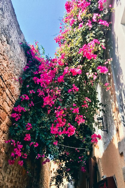 flowers on the wall