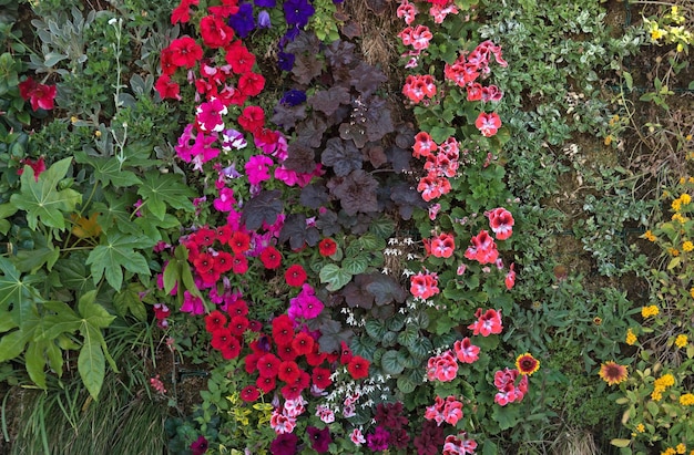 Flowers wall