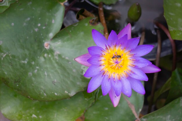 水面に睡蓮の花、ストックフォト