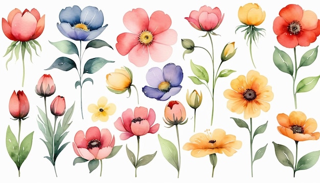 Flowers Watercolor Illustration A Big Set of Watercolor Elements