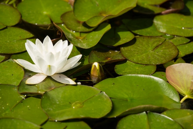 Flowers of waterlily plant on pond