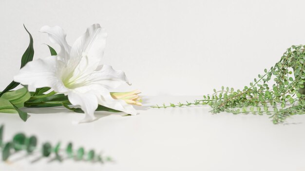 Flowers on white background with copy space