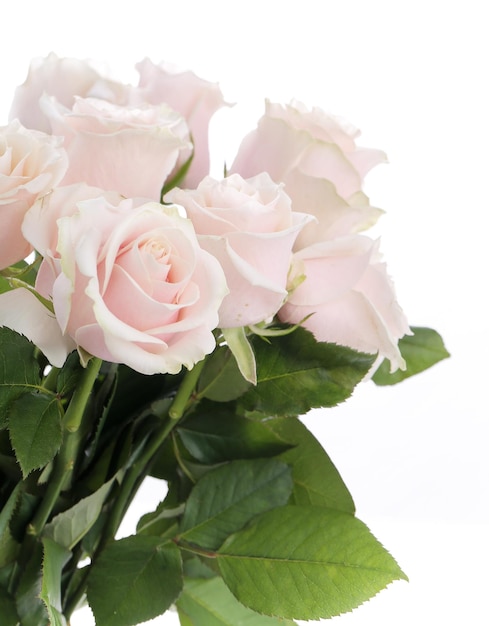 Flowers on white background