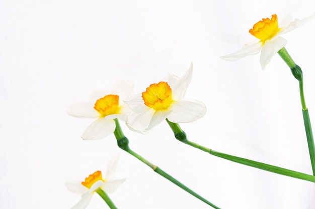 Flowers of white daffodils are randomly arranged 