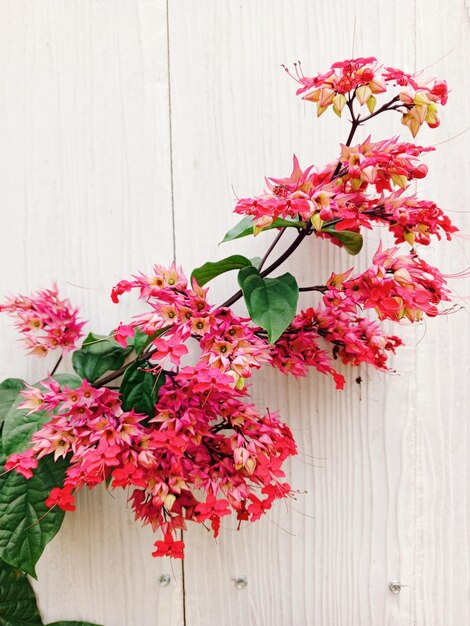 Flowers on a white door