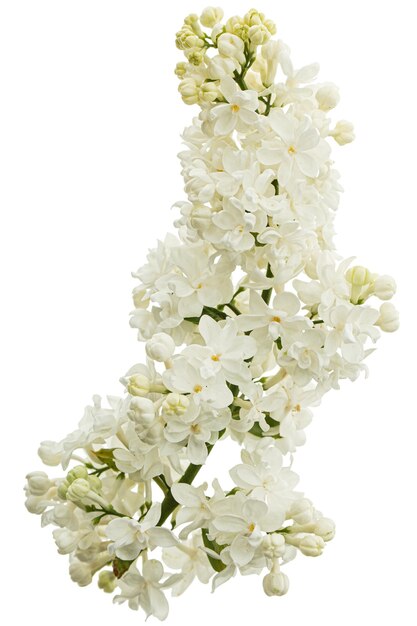 Flowers of white lilac isolated on white background