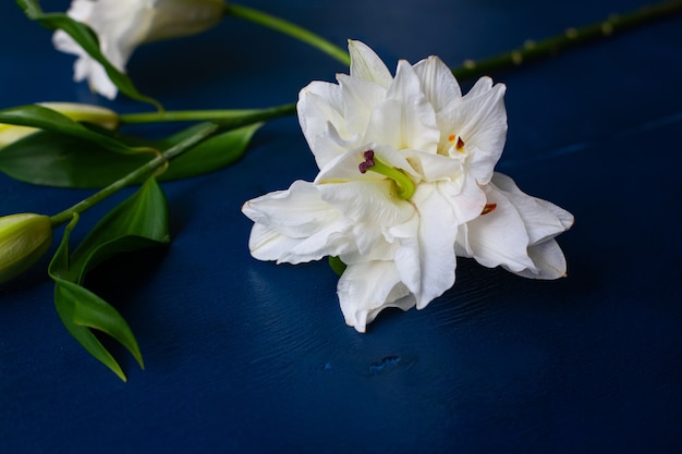 Flowers white lilies on a blue wooden background. background color Mykonos Blue