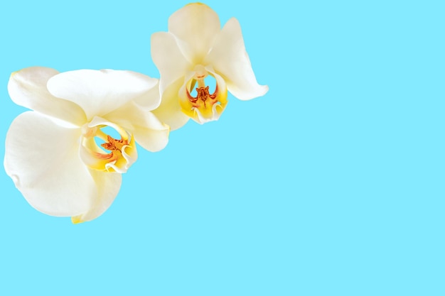 Flowers of white orchid closeup Isolated on a blue background Postcard