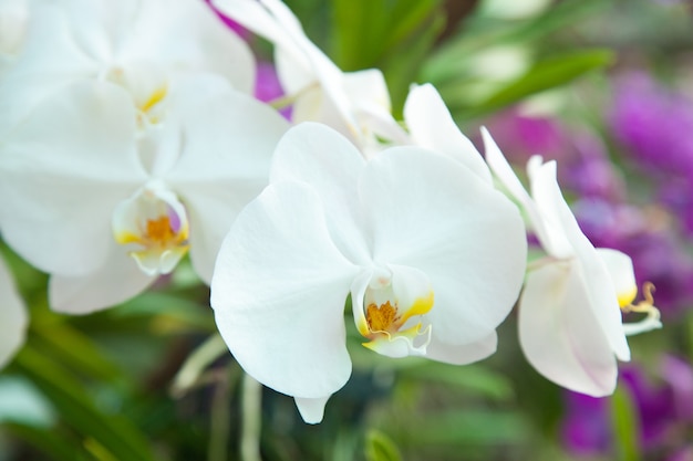 flowers of white orchids