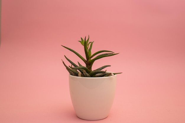 Flowers in a white pot on a pink background